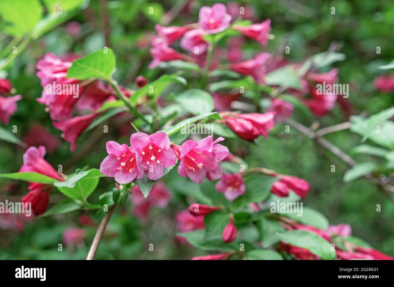 Blühende Weigela. Weigela Japonica, ein niedrig wachsender Strauch mit