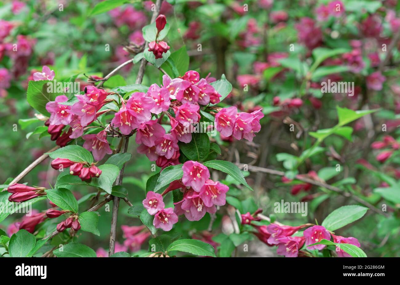 Blühende Weigela. Weigela Japonica, ein niedrig wachsender Strauch mit