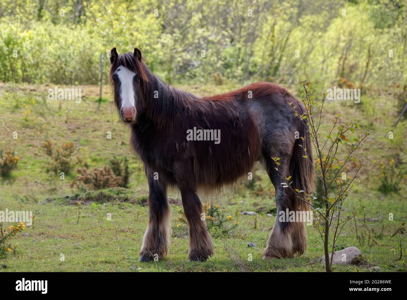 Irischer Cob-Hengst auf einer Weide Stockfoto