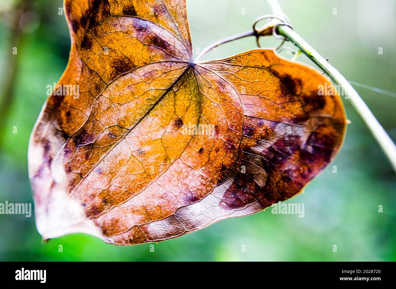 Nahaufnahme eines getrockneten braunen Blattes auf dem Ast Stockfoto