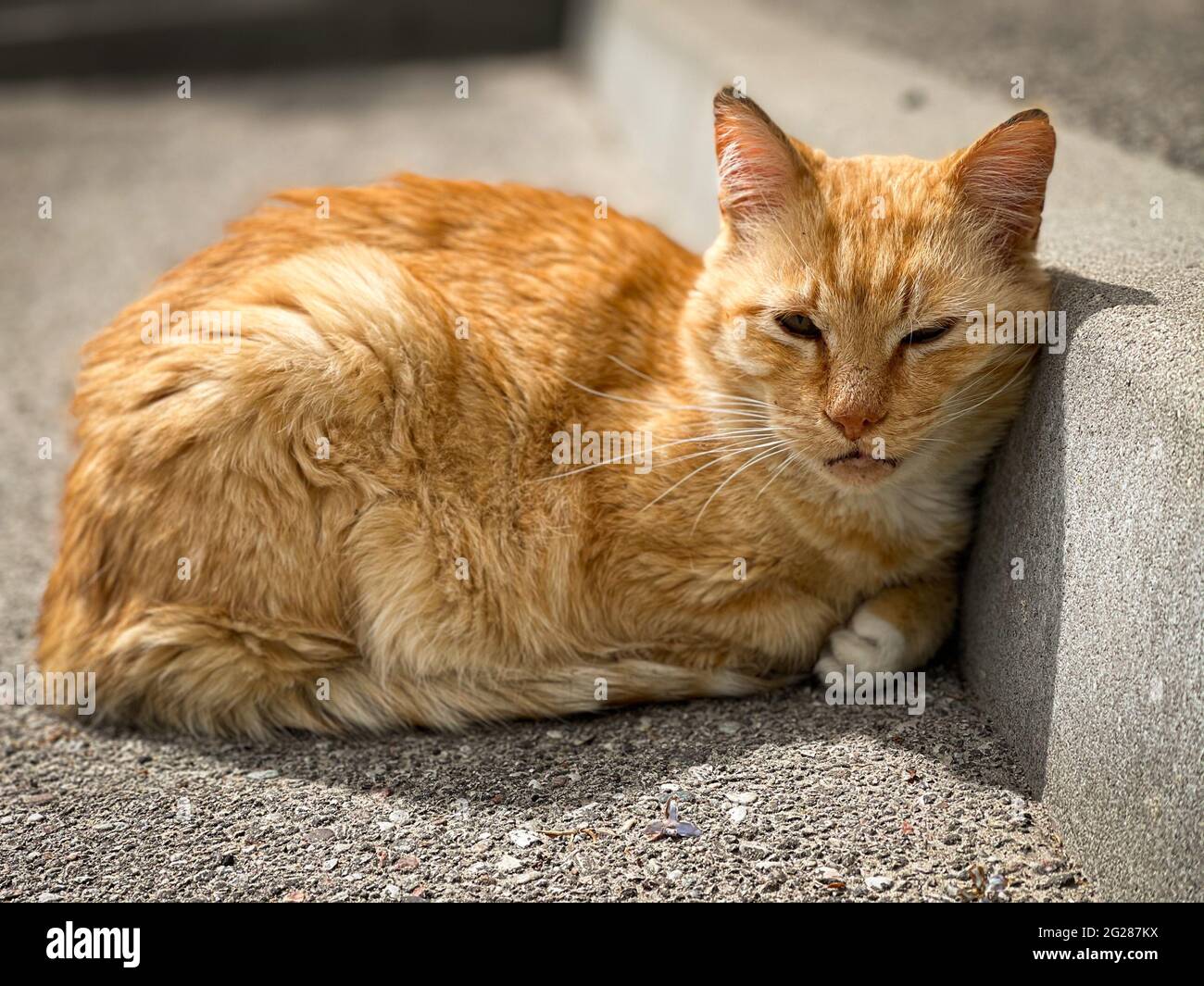 Niedliche Ingwer-Katze schläft auf der Straße in der Nähe der Bordsteinkante auf dem Bürgersteig. Stockfoto