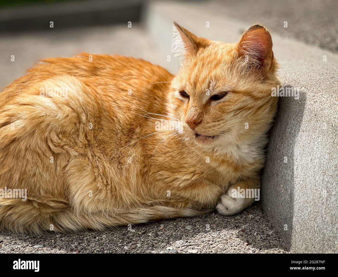 Niedliche Ingwer-Katze schläft auf der Straße in der Nähe der Bordsteinkante auf dem Bürgersteig. Stockfoto