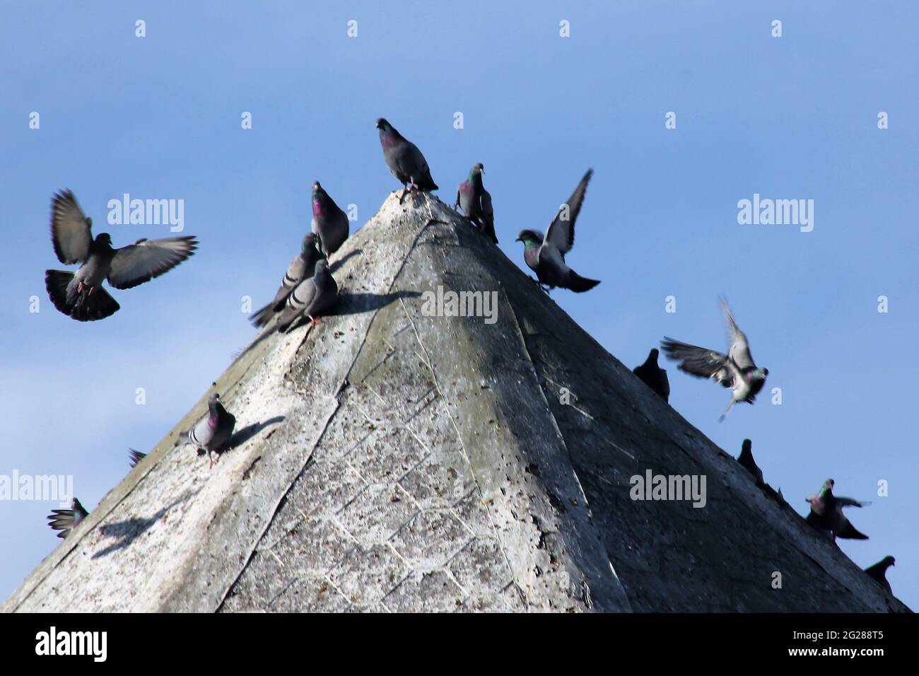 Vögel Stockfoto