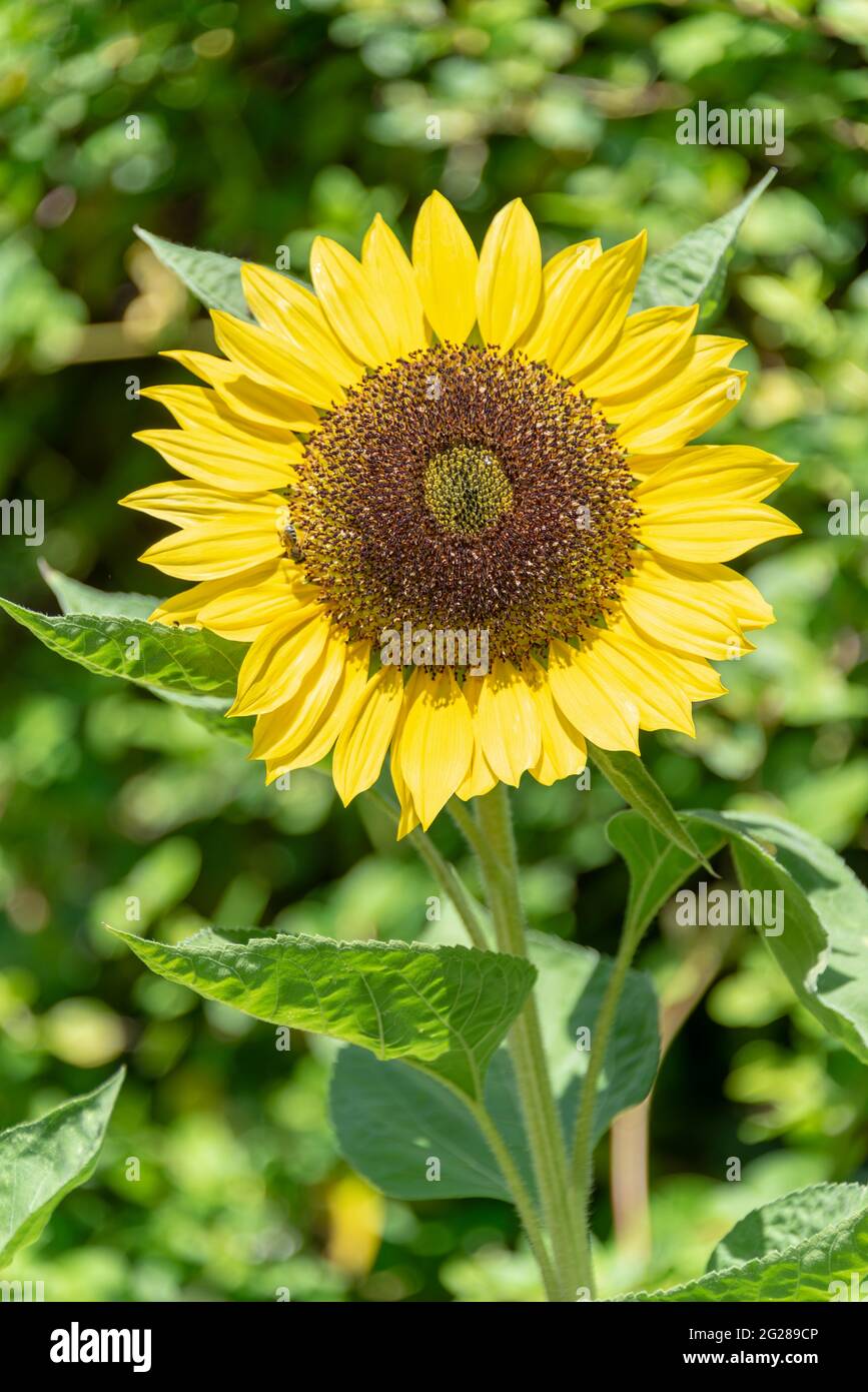 Sonnenblume Nahaufnahme auf grünem Hintergrund Stockfoto