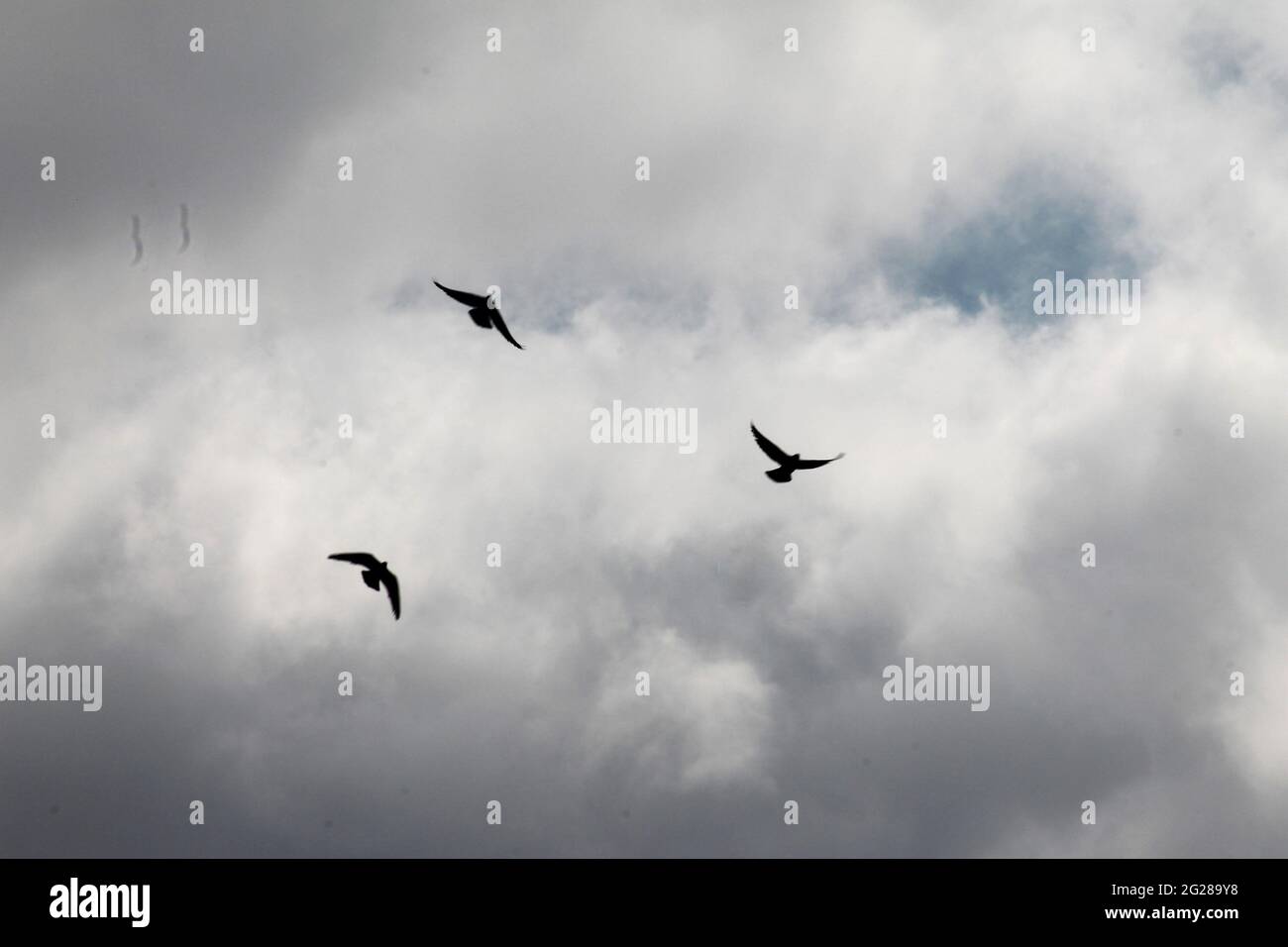 Schwungende Vögel am Himmel Stockfoto
