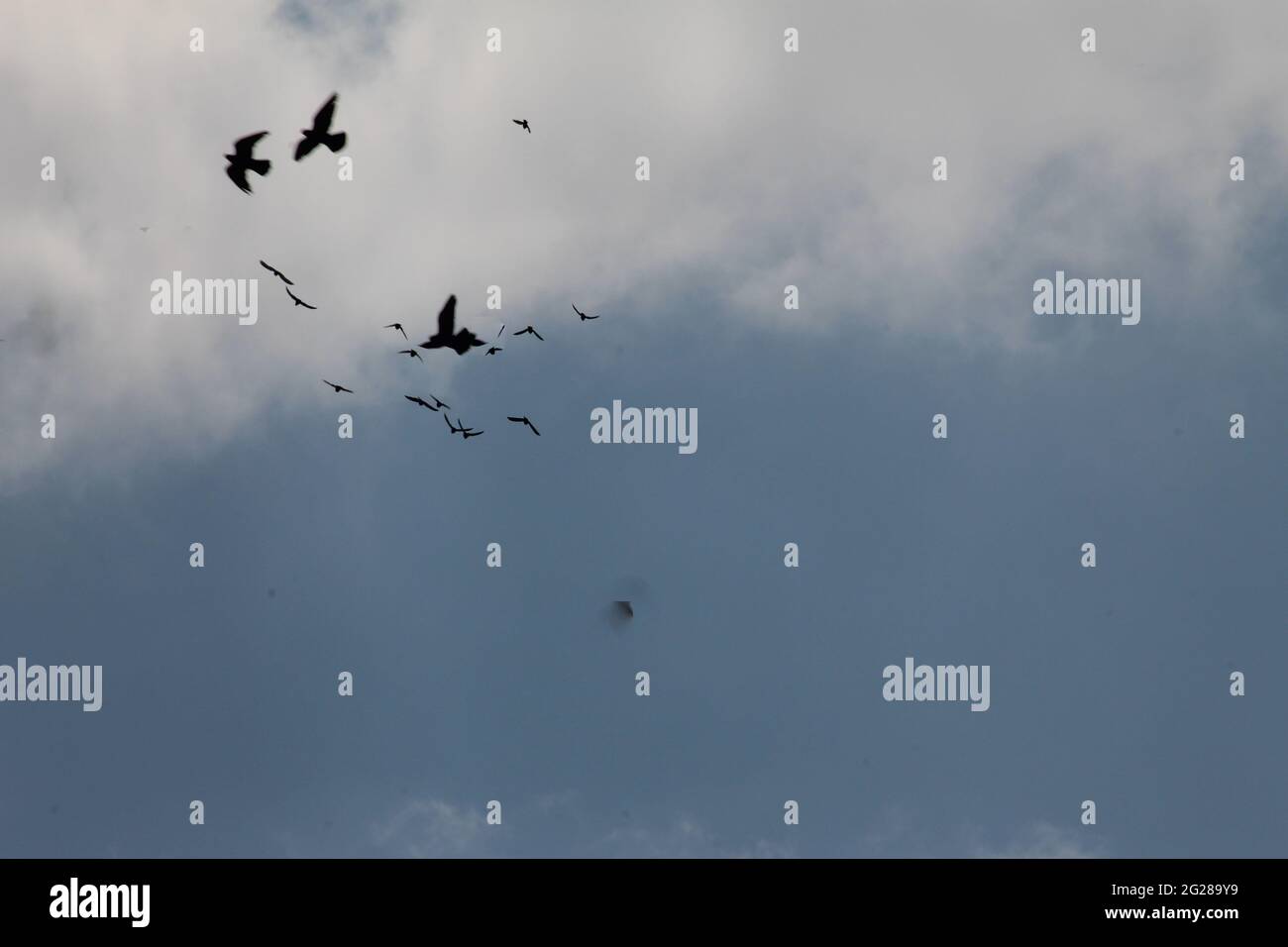 Schwungende Vögel am Himmel Stockfoto