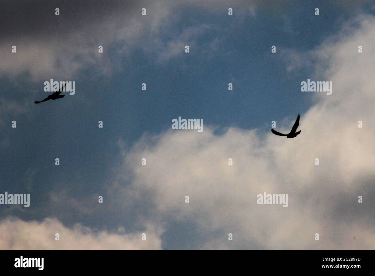 Schwungende Vögel am Himmel Stockfoto