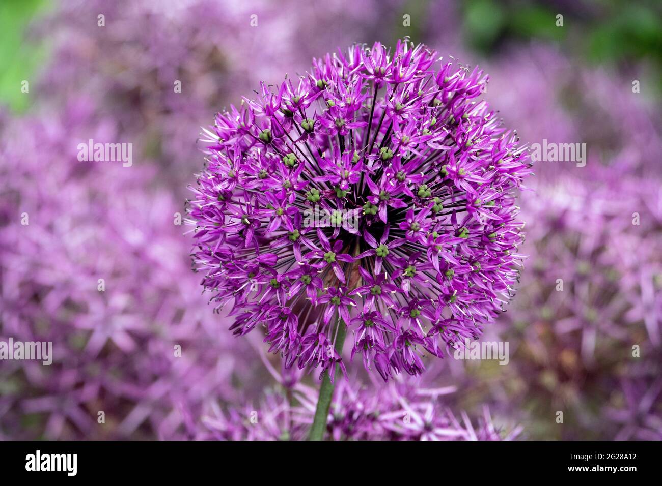 Die Blüte des riesigen Alliums Stockfoto