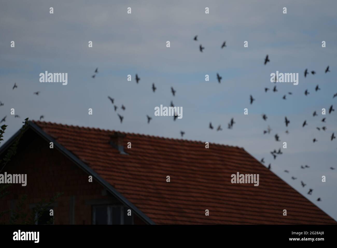 Tauben in der Übertragungsleitung warten auf den Sturm Stockfoto