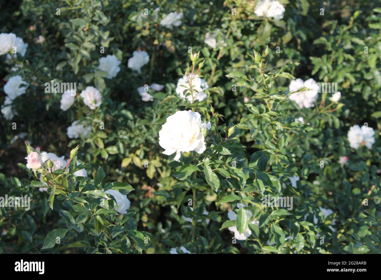 rote und weiße Rosen Stockfoto
