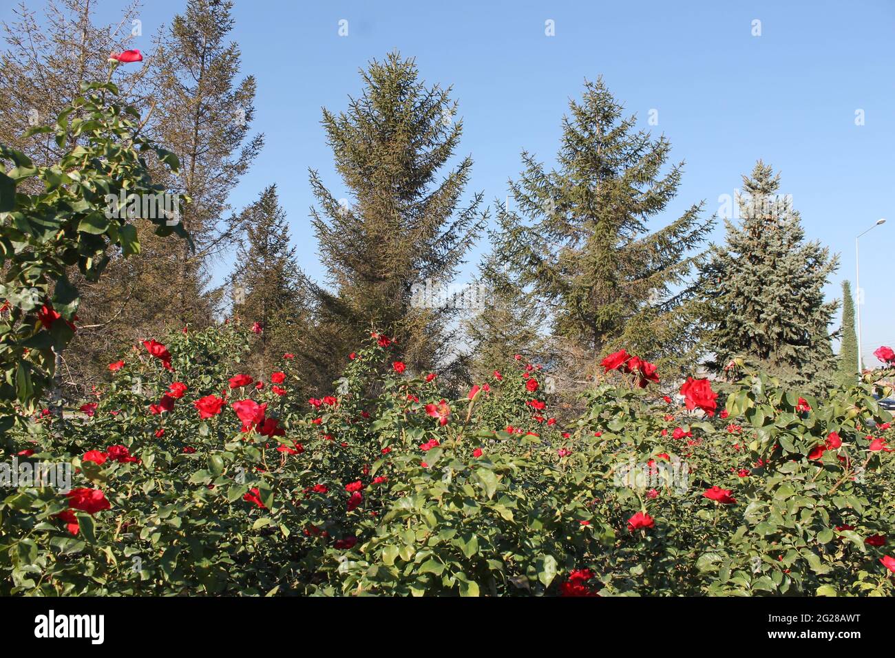 rote und weiße Rosen Stockfoto