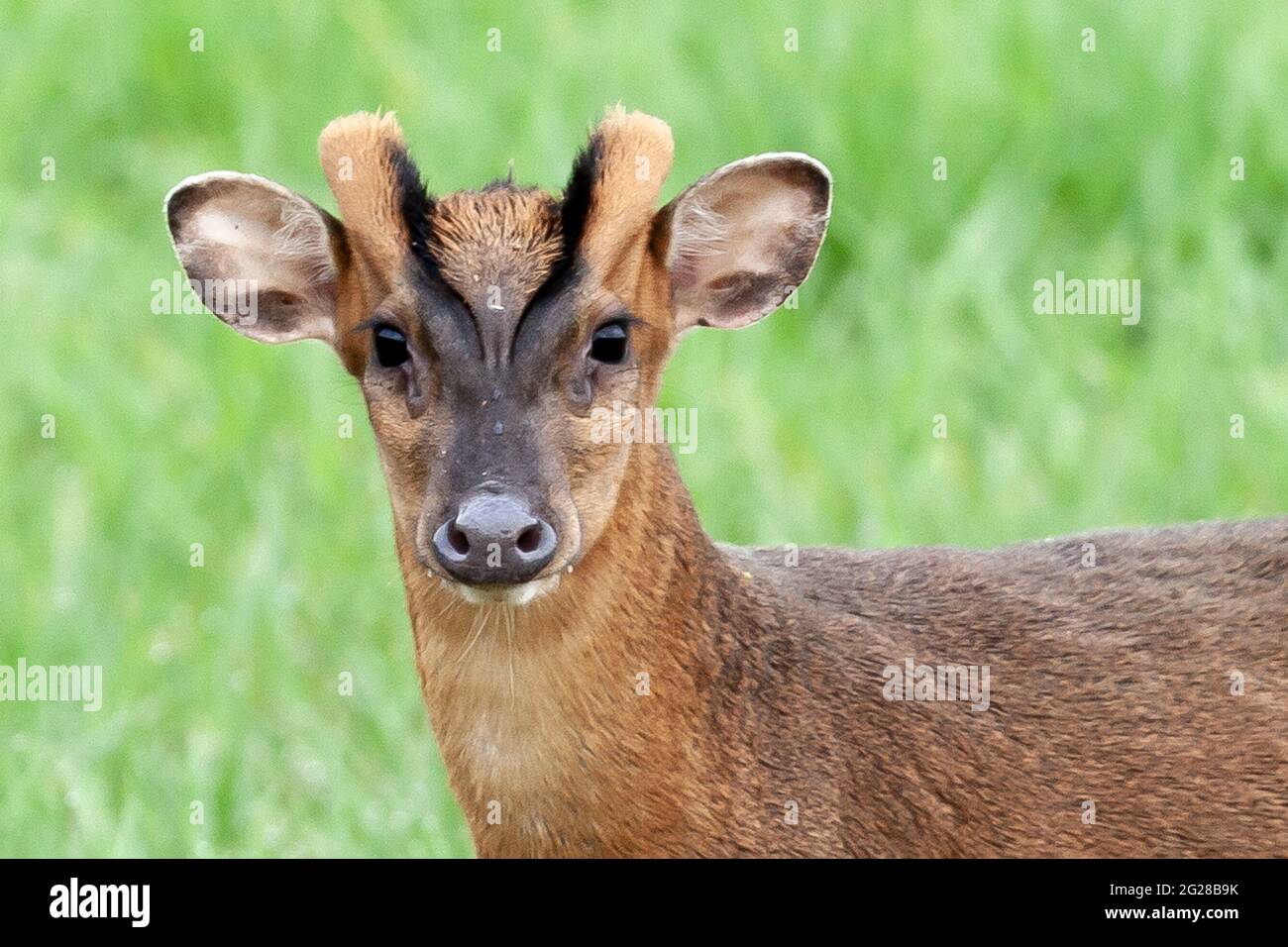 Reeves Muntjac Hirsche aus der Nähe in Norfolk England. Braunes wildes Tier in natürlicher Landschaft, das auf die Kamera schaut Stockfoto