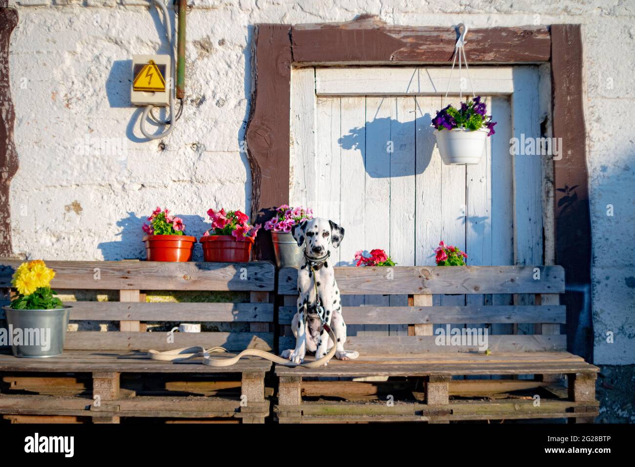 Dalmatinischer Hund sitzt auf einem Bauernhof vor einem Hintergrund von Blumen im Sommer Stockfoto