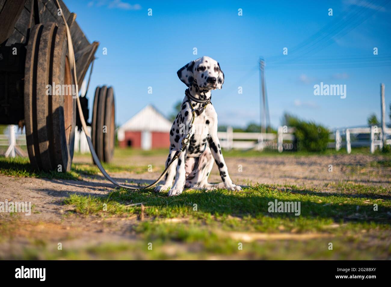 Dalmatinischer Hund sitzt auf einem Bauernhof vor einem Hintergrund von Blumen im Sommer Stockfoto