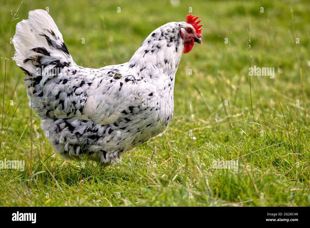 Schwarz-weiße Henne (Gallus), die auf Gras steht und vom Profil aus betrachtet wird Stockfoto