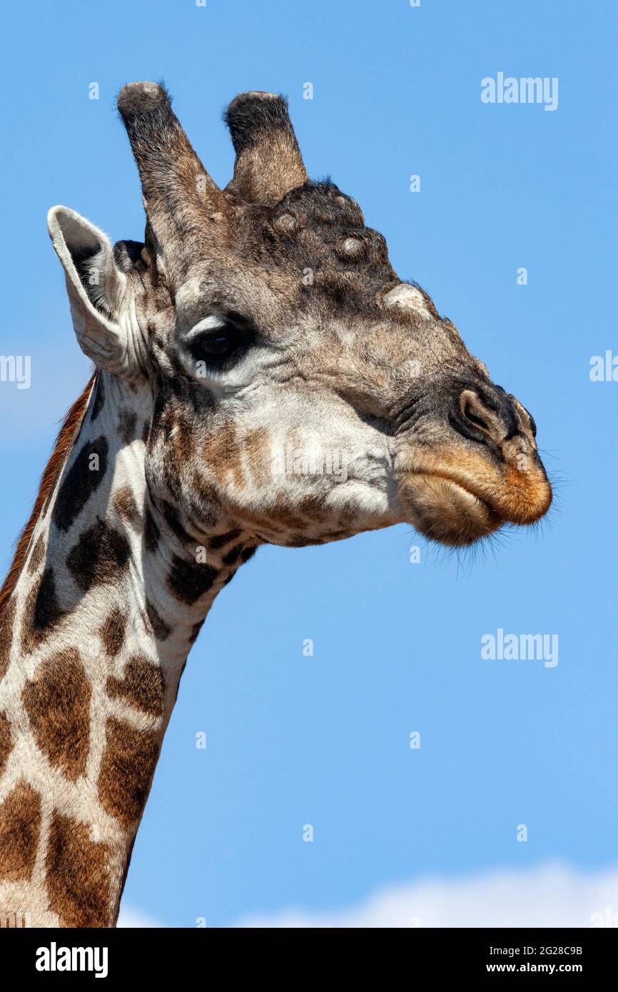 Giraffe (Giraffa camelopardalis) in der Savuti-Region im Norden Botswanas, Afrika. Die Giraffe ist das höchste lebende Landtier und das große Stockfoto