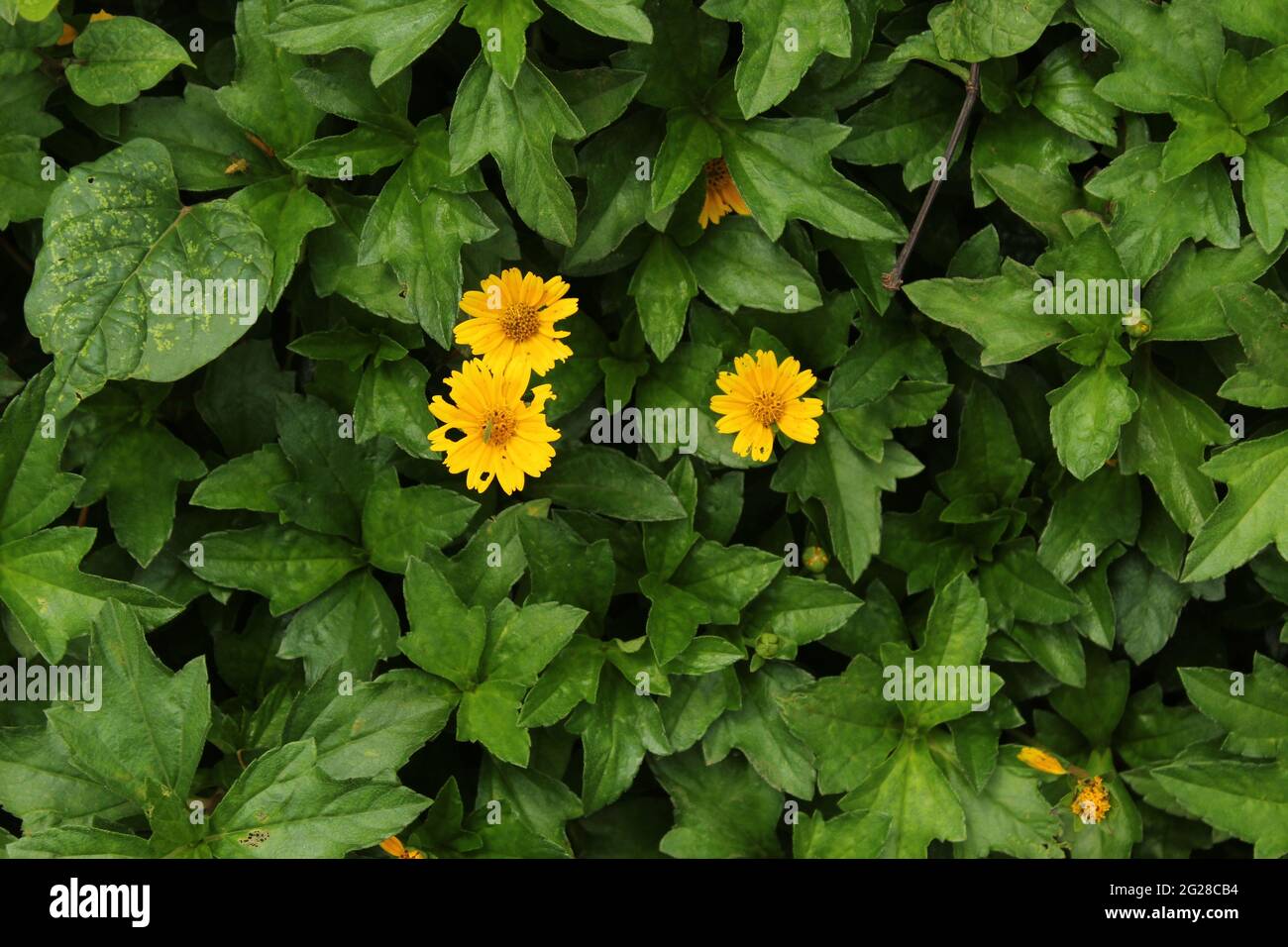 Kleine gelbe Sonnenblume - schleichende Ochsenauge (Compositae) Sphagneticola trilobata (L.) Pruski, Gattung: Sphagneticola -- Wilde Ringelblume, Singapur-Gänseblümchen Stockfoto