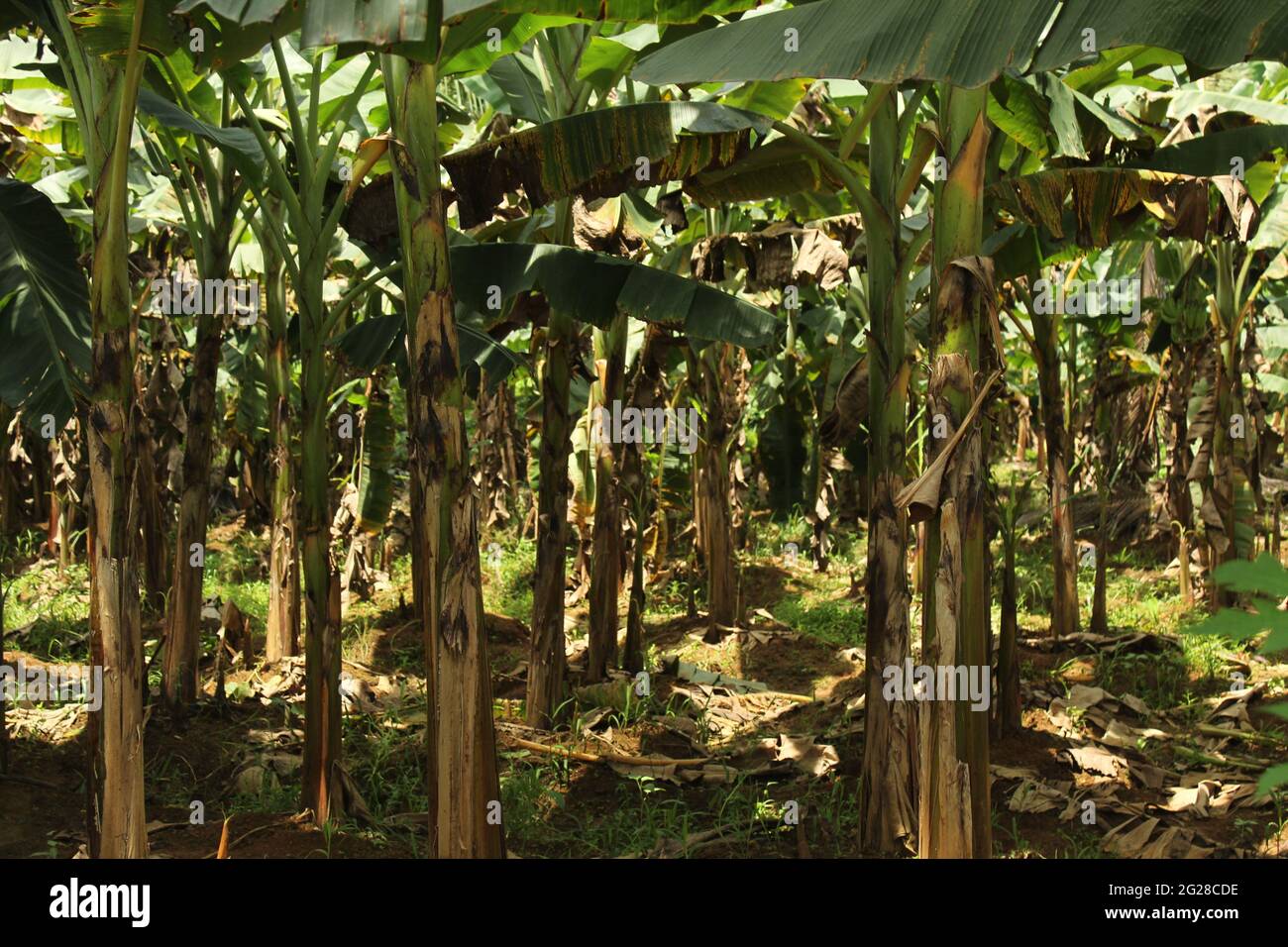 Banana Farm in Kerala, Indien Stockfoto