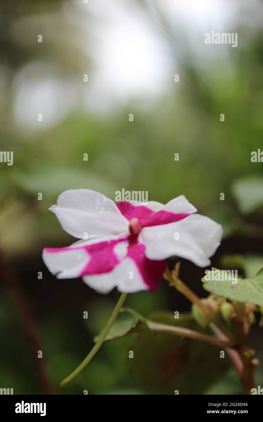 Blume mit Weiß & Rosa Farbe gemischt: Busy lizzy (Pontederiaceae) -- Impatiens walleriana Haken.f. -Patienceplant, Sultana, Sansibar, Sultan's Flower Stockfoto