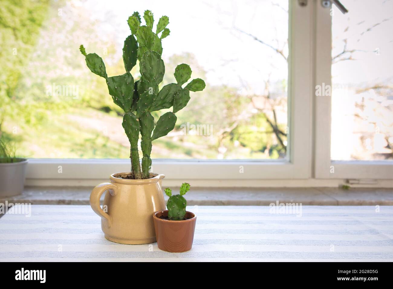 Großer und kleiner Kaktus im Blumentopf. Opuntia ficus-indica, Kaktusbirne oder indische Feige. Zwei Kakteen beherbergen Pflanzen auf dem Tisch am Fenster. Stockfoto