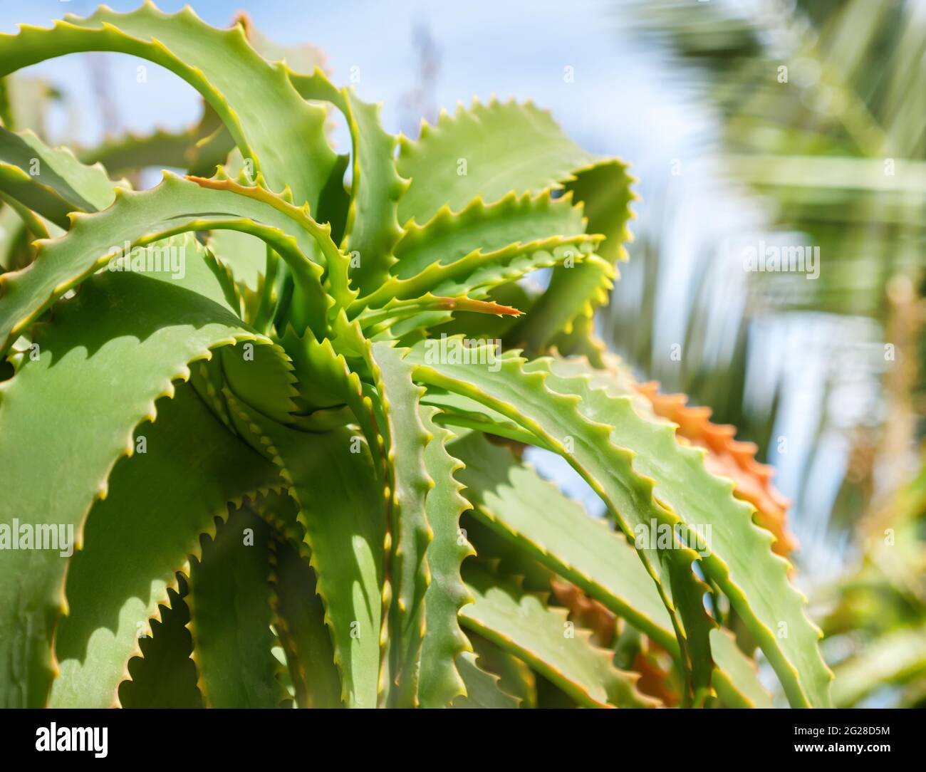 Aloe Vera Pflanze mit ppigen Blttern im Garten vor blauem Himmel an einem  sonnigen Tag. Alternative Medizin und Kosmetik-Inhaltsstoff fr die  natrliche Hautpflege Stockfotografie - Alamy