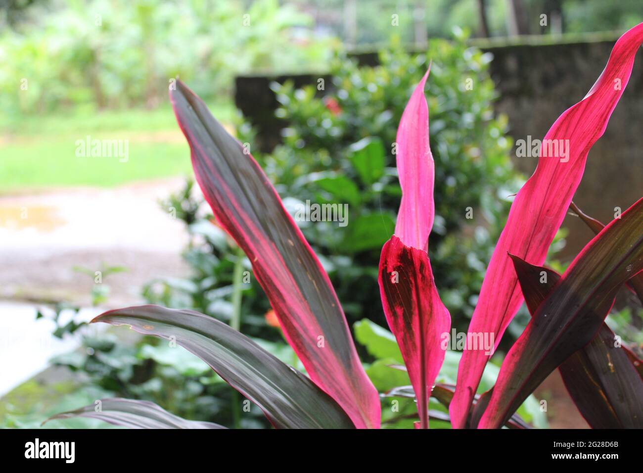 Pflanze mit breiten langen rosaroten Blättern: Laubpalmenlilie (Asparagaceae) Cordyline fruticosa (L.) A.Chev. Stockfoto