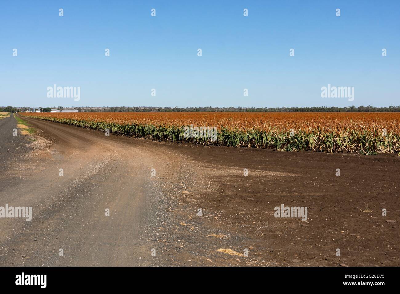 Großes broadacre-Feld mit Getreidesorghum, reif und bereit zur Ernte in Clermont, Queensland, Australien. Sorghum ist auch als milo, durra oder jowari bekannt. Stockfoto