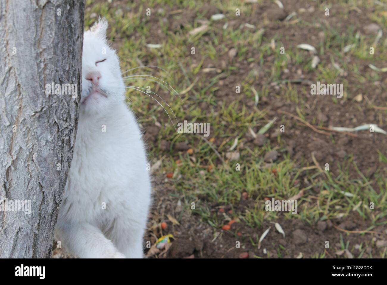 coy weiße Katze mit geschlossenen Augen Stockfoto