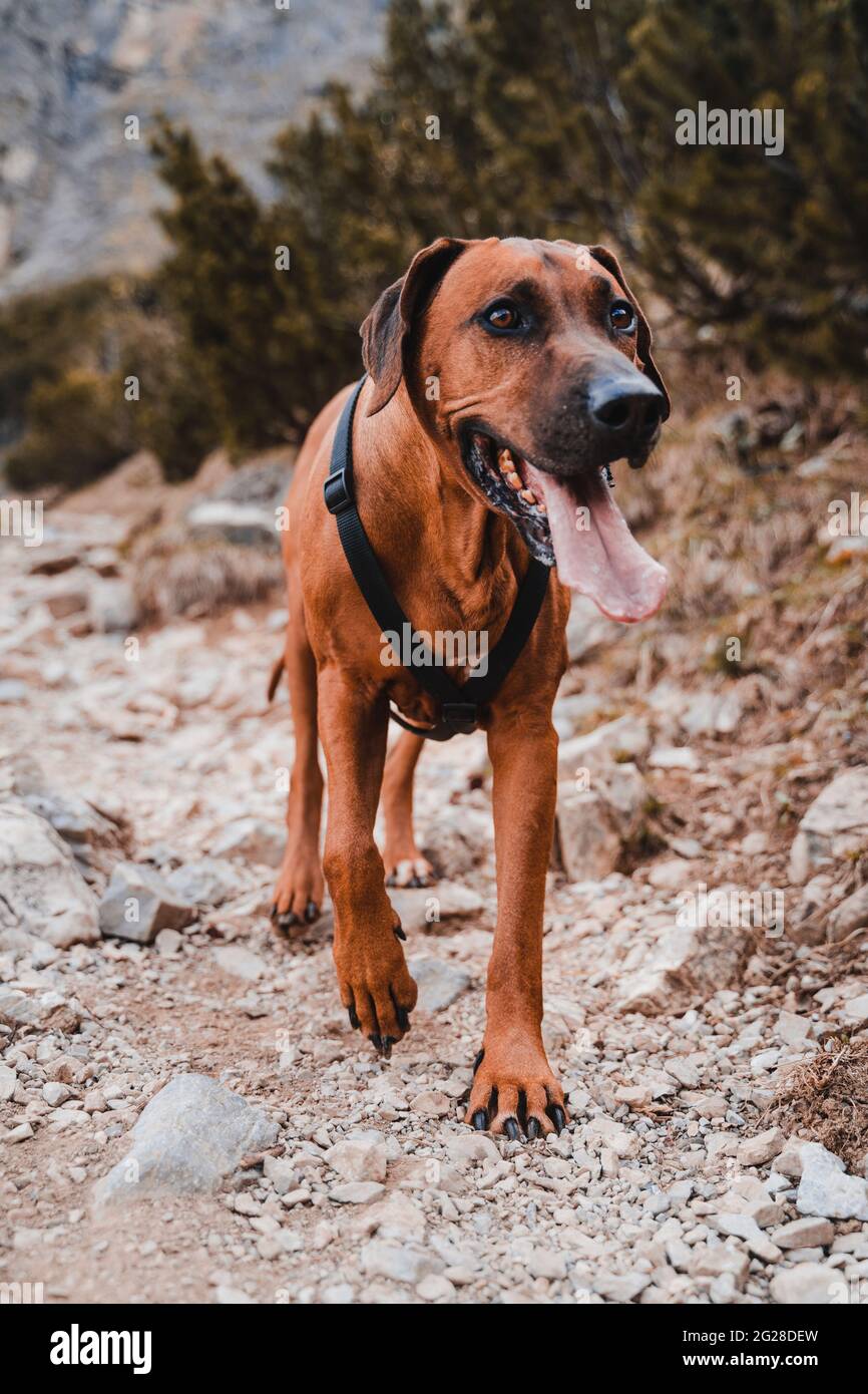 Rhodesien ridgeback mit braun-goldenem Fell in den österreichischen alpen (Vilsalpsee). Wald, Felsen und Berge. Schwarze Nase und braune Augen machen den Hund niedlich Stockfoto