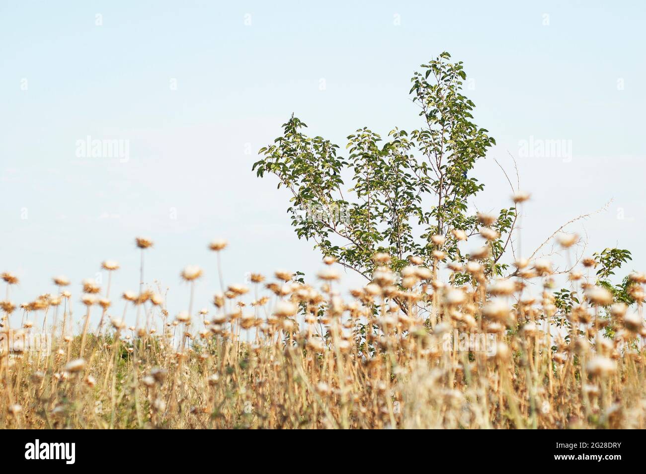 Wilde Pflanze auf einer Wiese. Dornige Unkräuter Hintergrund. Stockfoto