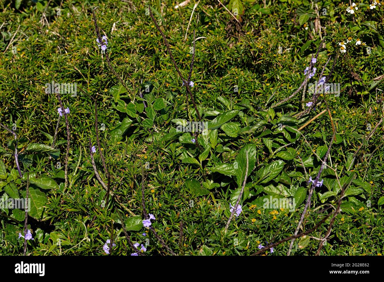 Blaublühender Schlangenkraut ((Stachytarpheta cayennensis), der an Straßenrändern, vernachlässigten Gebieten und Weiden anzutreffen ist und in Mittelamerika beheimatet ist. Stockfoto