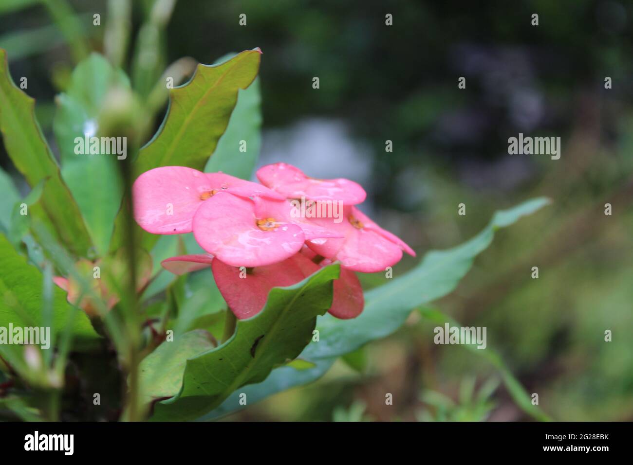 Dicke rosafarbene Blütenblätter einer Blume: Christuspflanze (Ephorbiaceae) Ephorbia milii des Moul. Stockfoto