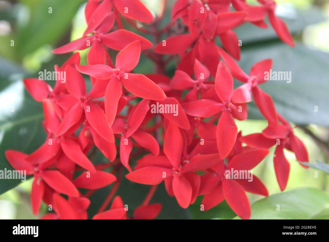 Leuchtendes Rot kleiner Blumenstrauß: Waldflamme (Rubiaceae) Ixora coccinea L. -- Dschungelgeranie, Nadelblume, Dschungelgeranie Stockfoto