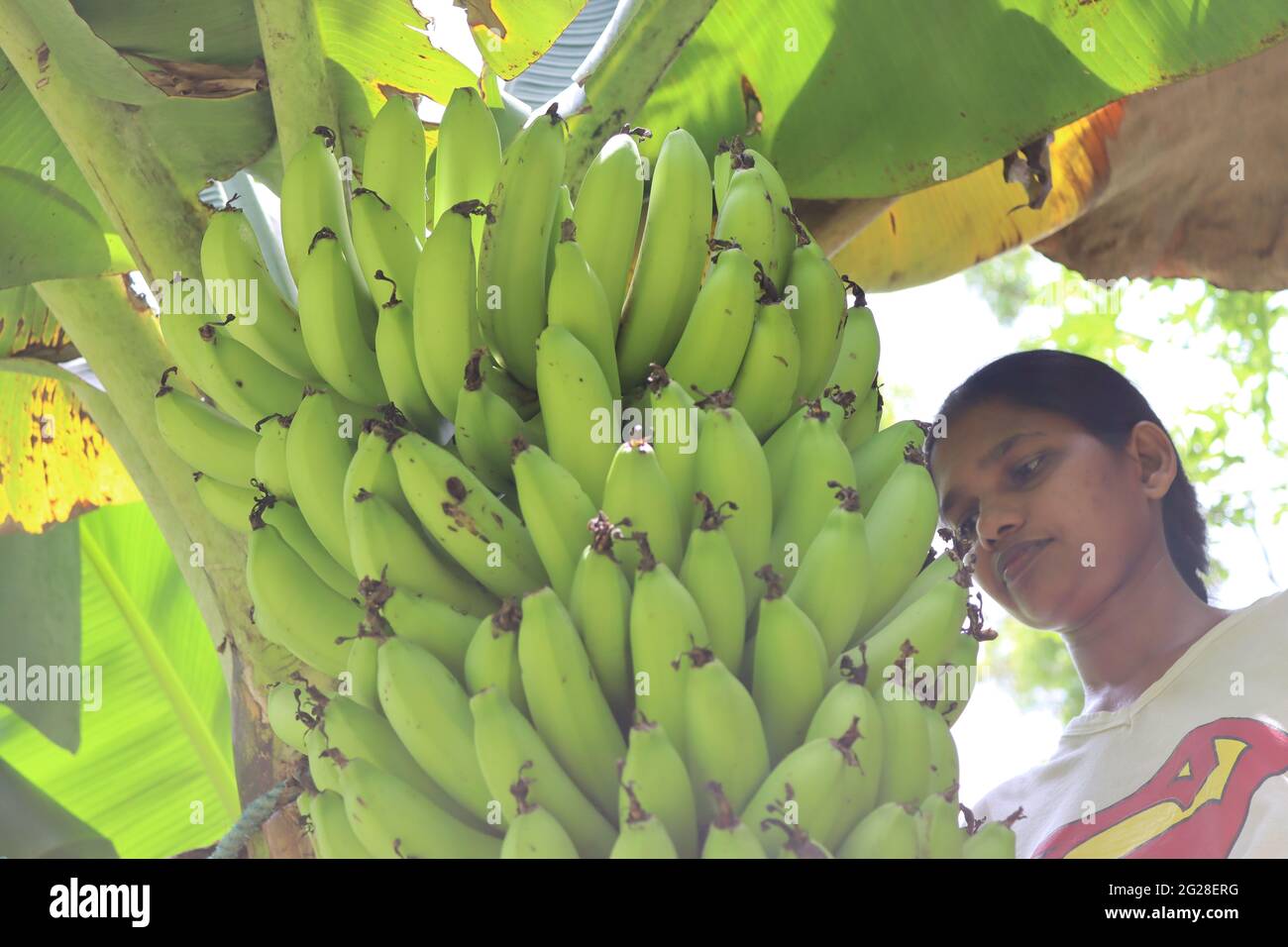 Bananenernte aus dem Hinterhof, Dies ist Sri lanka Hausgarten Anbau für süße Banane. Im Allgemeinen kultivieren Dörfer Bananen für den Hausgebrauch oder verkaufen sie. Stockfoto
