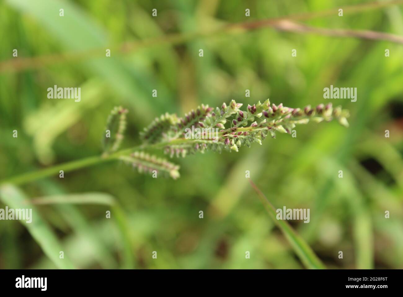 Blume auf einem Feld: Echinochloa crus-galli (L.) P. Beauv. (Poaceae) Gattung: Echinochloa. Cockspur, Barnyard Gras, Barnyard Hirse, Cocksfoot Gras Stockfoto