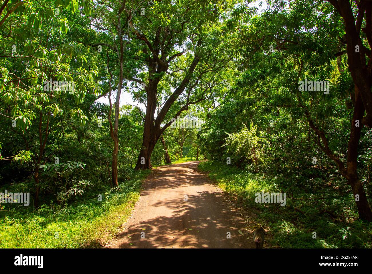 Afrika, Tansania, Lake Manyara National Park angespannte Waldbäume Stockfoto