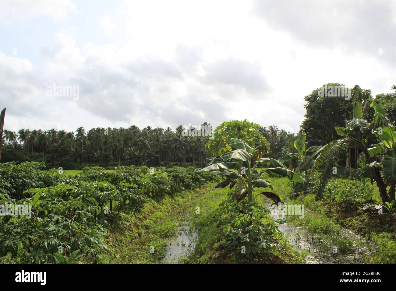 Kerala Farms Stockfoto