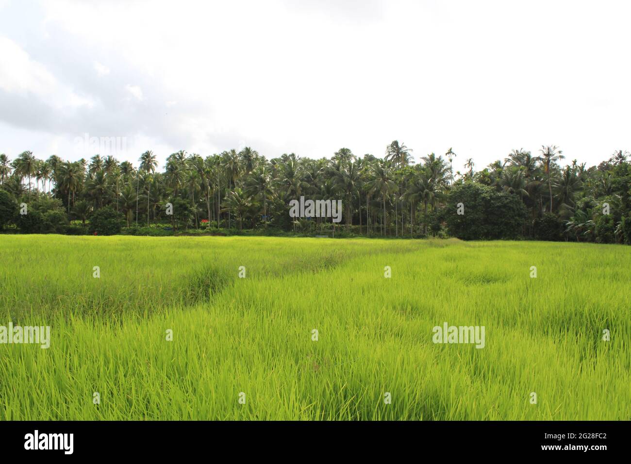 Schönes offenes Reis-/Weizenfeld in Kerala, Südindien. Landschaft von Kerala. Kerala Farms. Ackerland in Südindien. Bright Green Farm in Kerala Stockfoto