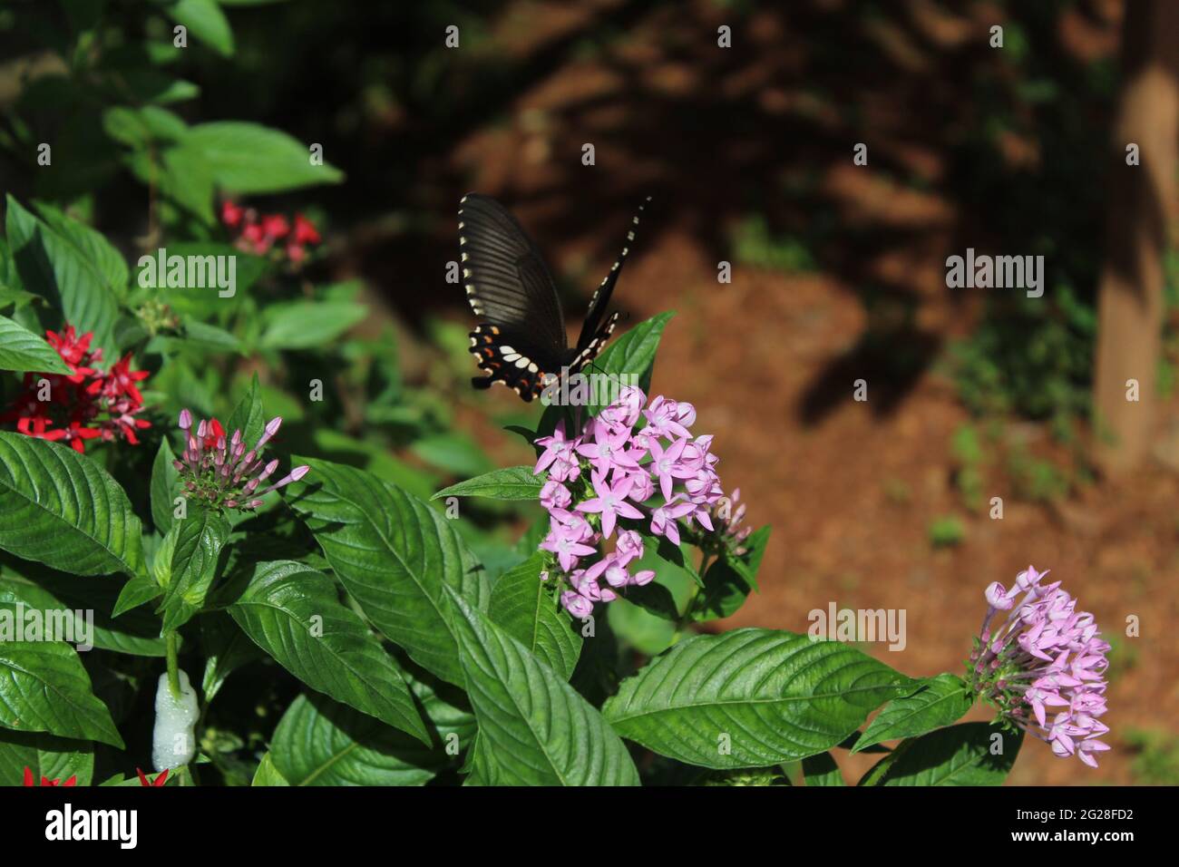 Schmetterling kommt, um Nektar aus einem kleinen Haufen violetter Blumen zu sammeln: Ägyptischer Sternhaufen (Rubiaceae) Pentas lanceolata (Forssk.) Defler, Pentas Stockfoto