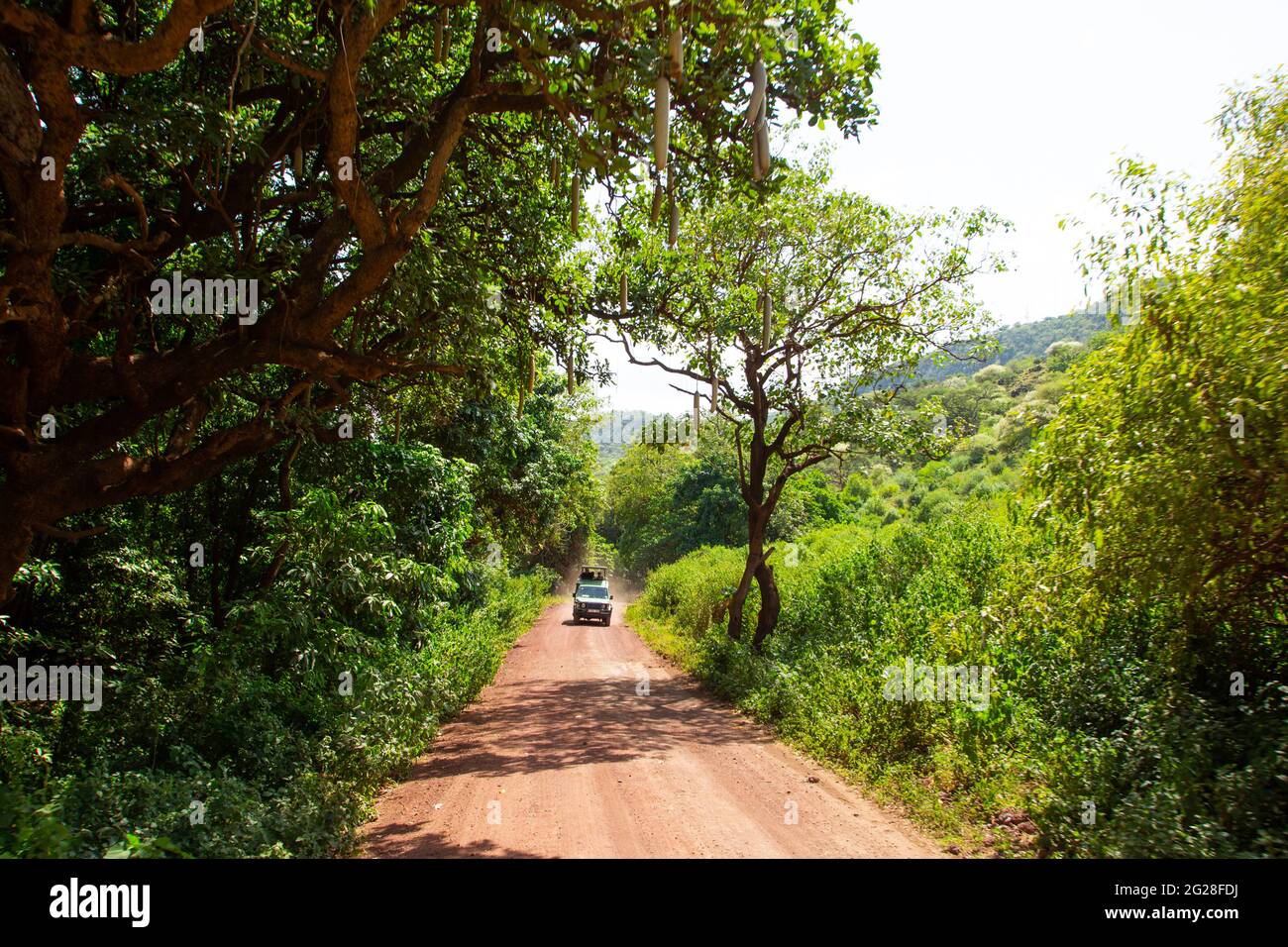 Afrika, Tansania, Lake Manyara National Park angespannte Waldbäume Stockfoto