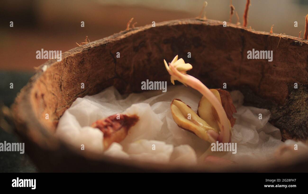 Baby Peanut Pflanze wächst aus Peanut Seed Split Open zeigt Cotyledon, Pumulum, Radicle. Anbau in Coconut Shell durch biologischen Anbau Stockfoto