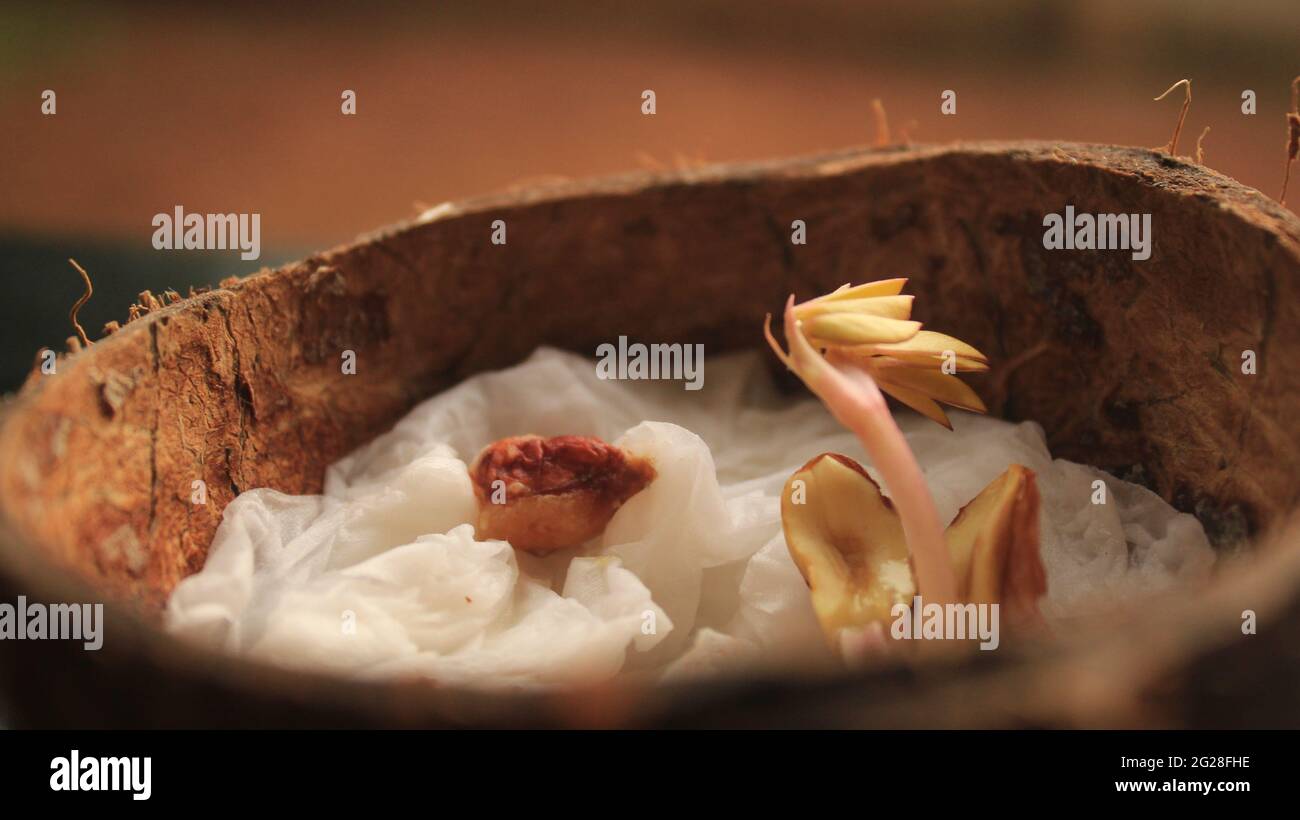 Baby Peanut Pflanze wächst aus Peanut Seed Split Open zeigt Cotyledon, Pumulum, Radicle. Anbau in Coconut Shell durch biologischen Anbau Stockfoto
