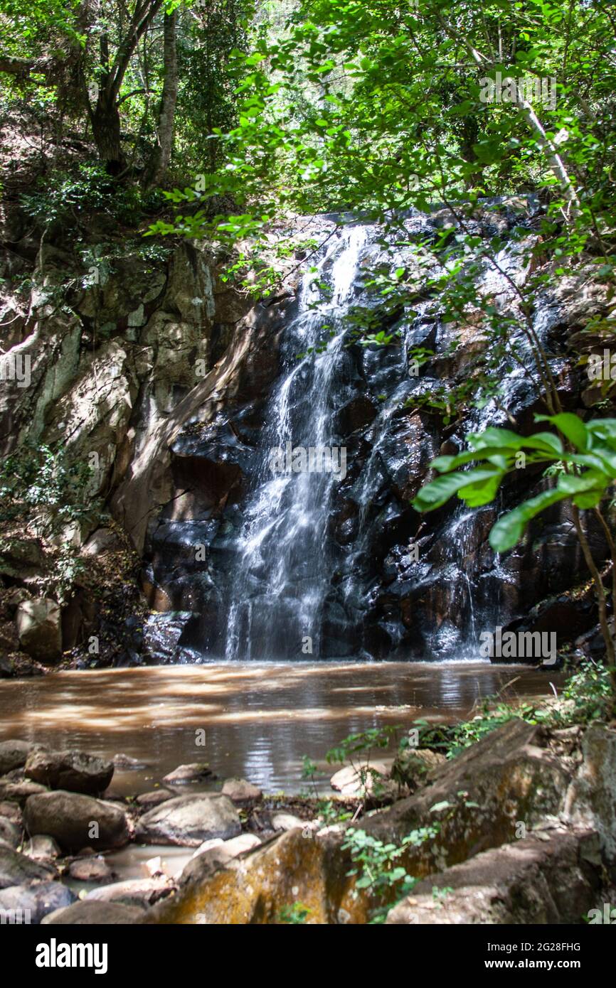Afrika, Tansania, Lake Manyara National Park angespannte Waldbäume Stockfoto