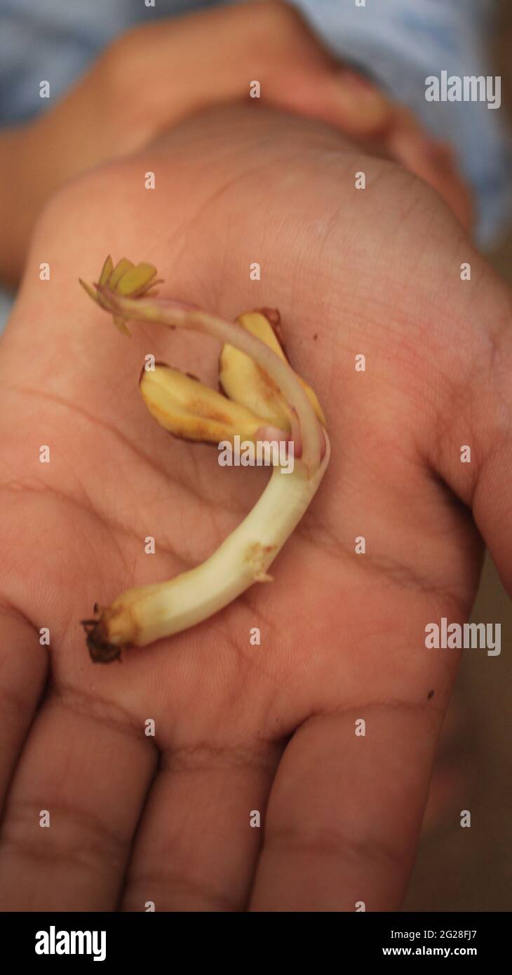 Baby Peanut Pflanze wächst aus Peanut Seed Split Open zeigt Cotyledon, Pumulum, Radicle. Angebaut aus biologischem Anbau Stockfoto