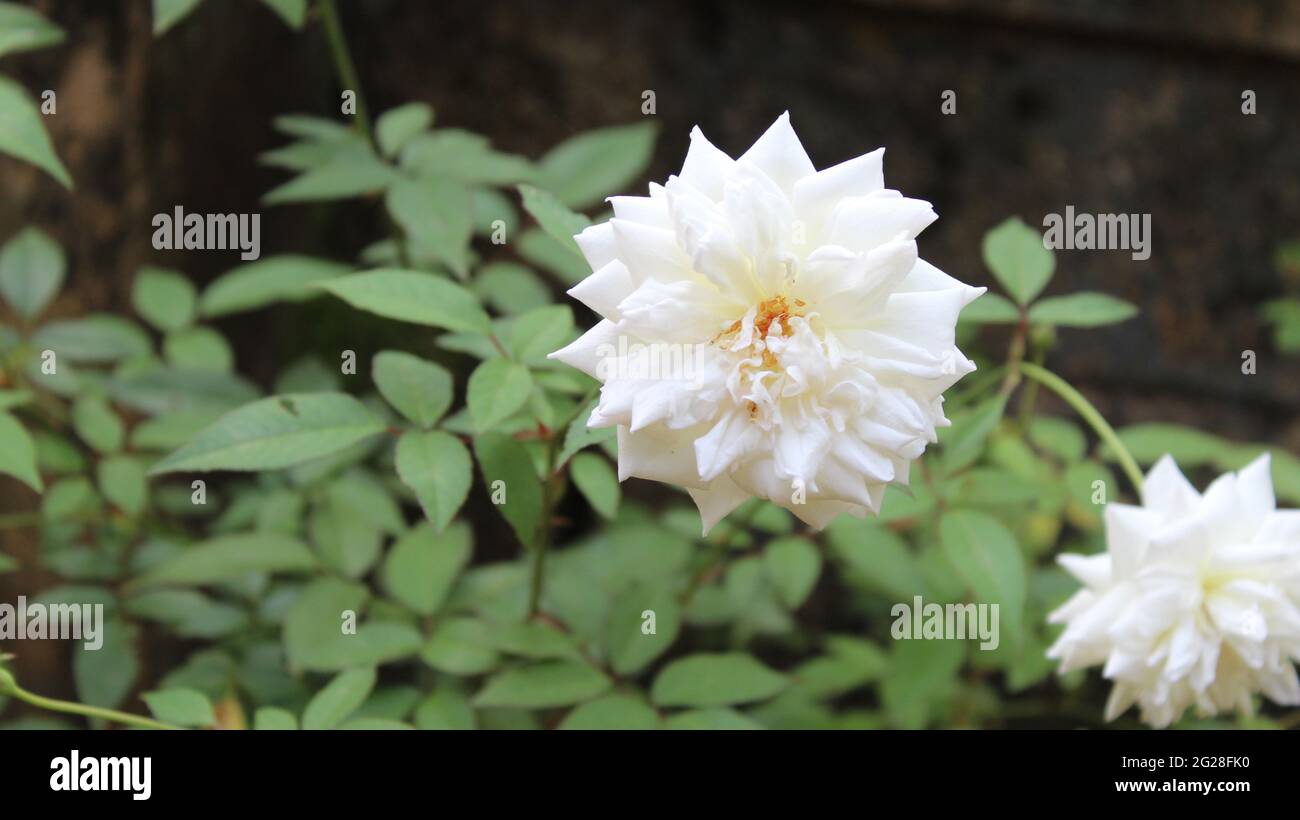 Schöne weiße Blume mit vielen Blütenblättern: Dahlia (Asteraceae) Dahlia pinnata Cav. Gartendahlie Stockfoto