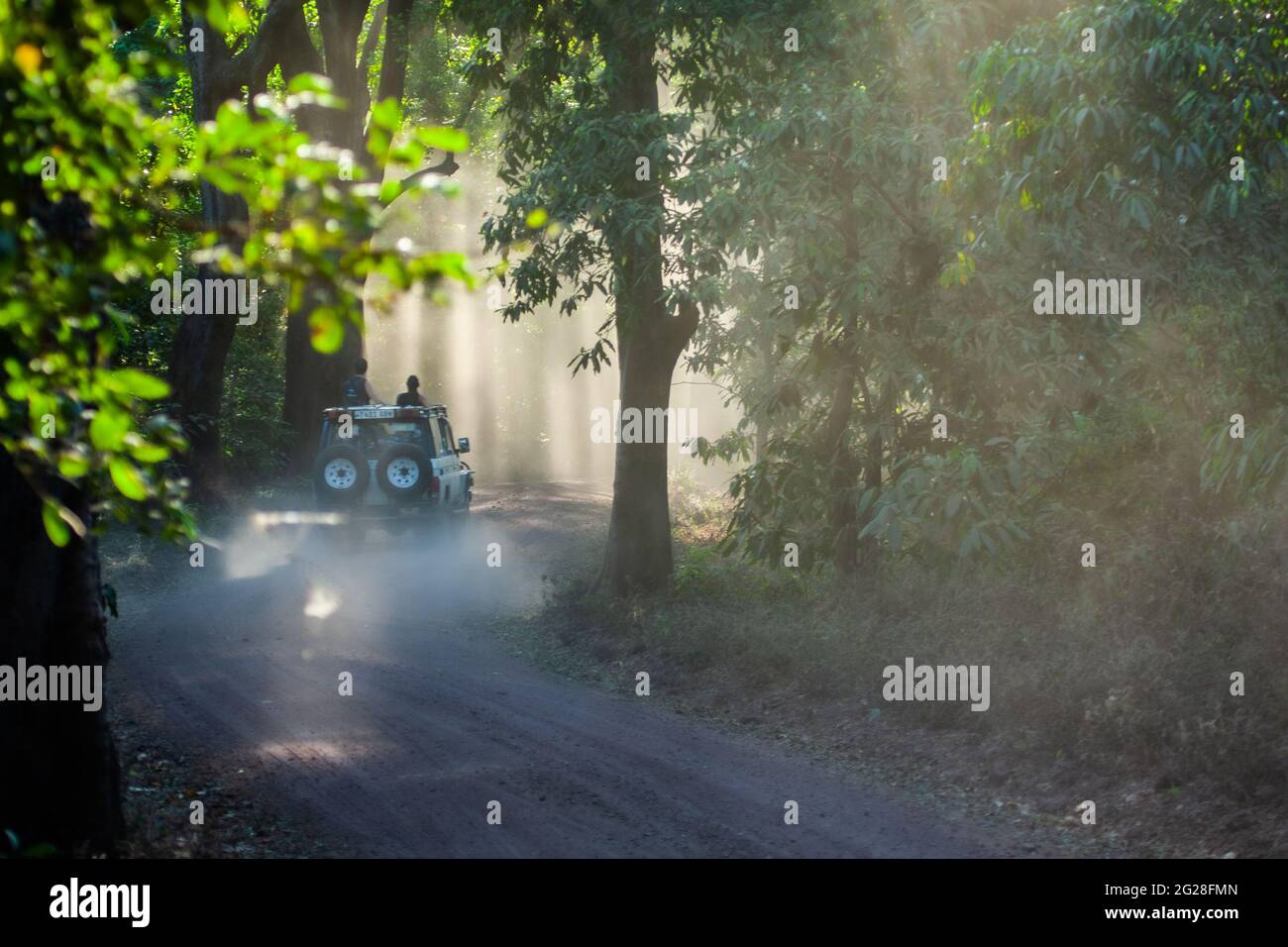 Afrika, Tansania, Lake Manyara National Park angespannte Waldbäume Stockfoto