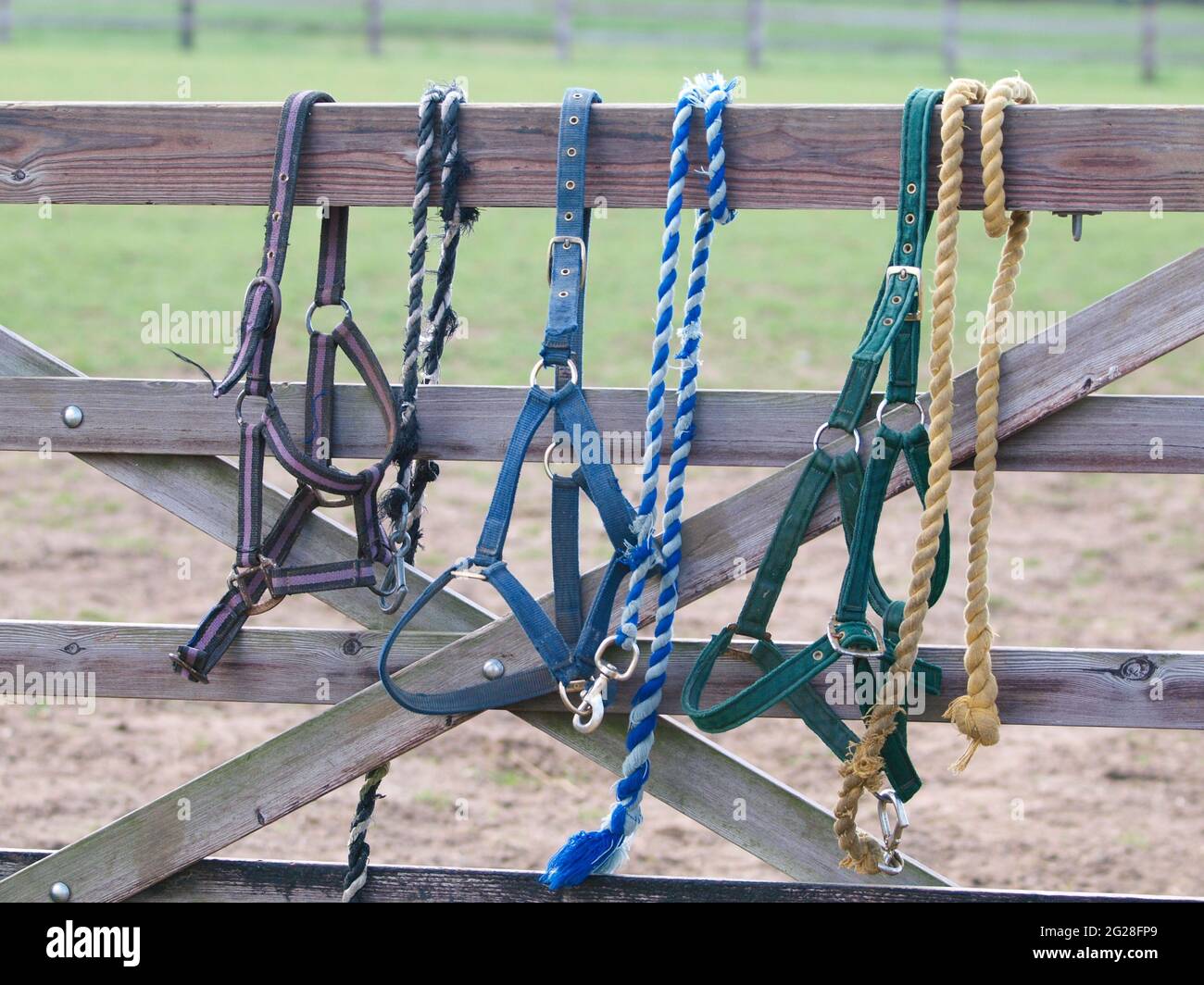 Drei Pferdekopfhalsbänder mit befestigten Bleiseilen hängen am Tor zu einem Fahrerlager. Stockfoto