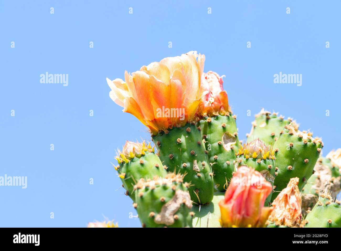 Kaktus aus Kaktus mit Kaktus aus Kaktus mit Kaktus in orangefarbener Farbe. Opuntia, allgemein als Kaktusbirne bezeichnet, ist eine Gattung aus der Kaktusfamilie, den Cactaceae. Stachelig Stockfoto