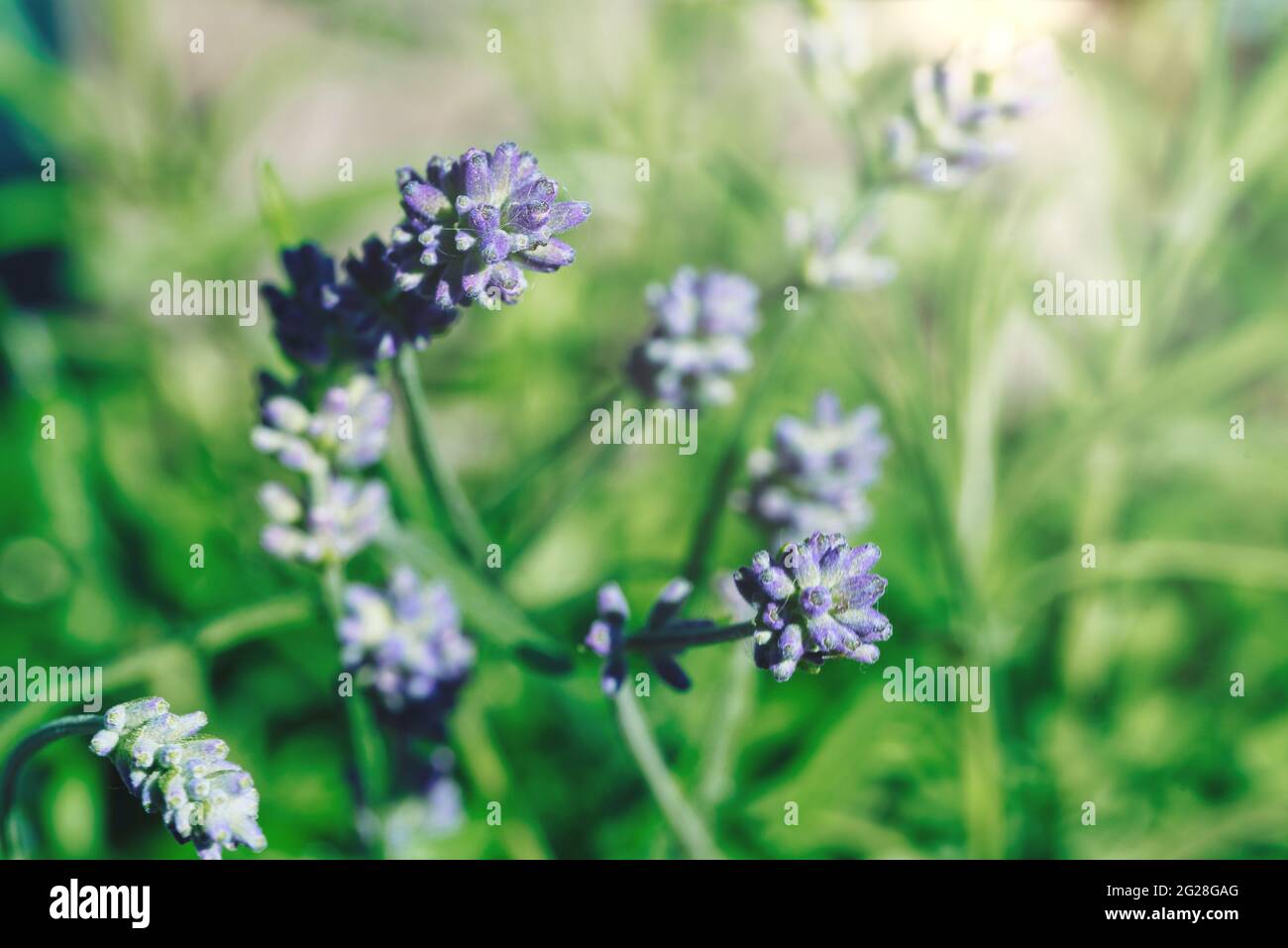 Nahaufnahme von violetten Lavendelblüten vor unentschärfem grünen Hintergrund Stockfoto