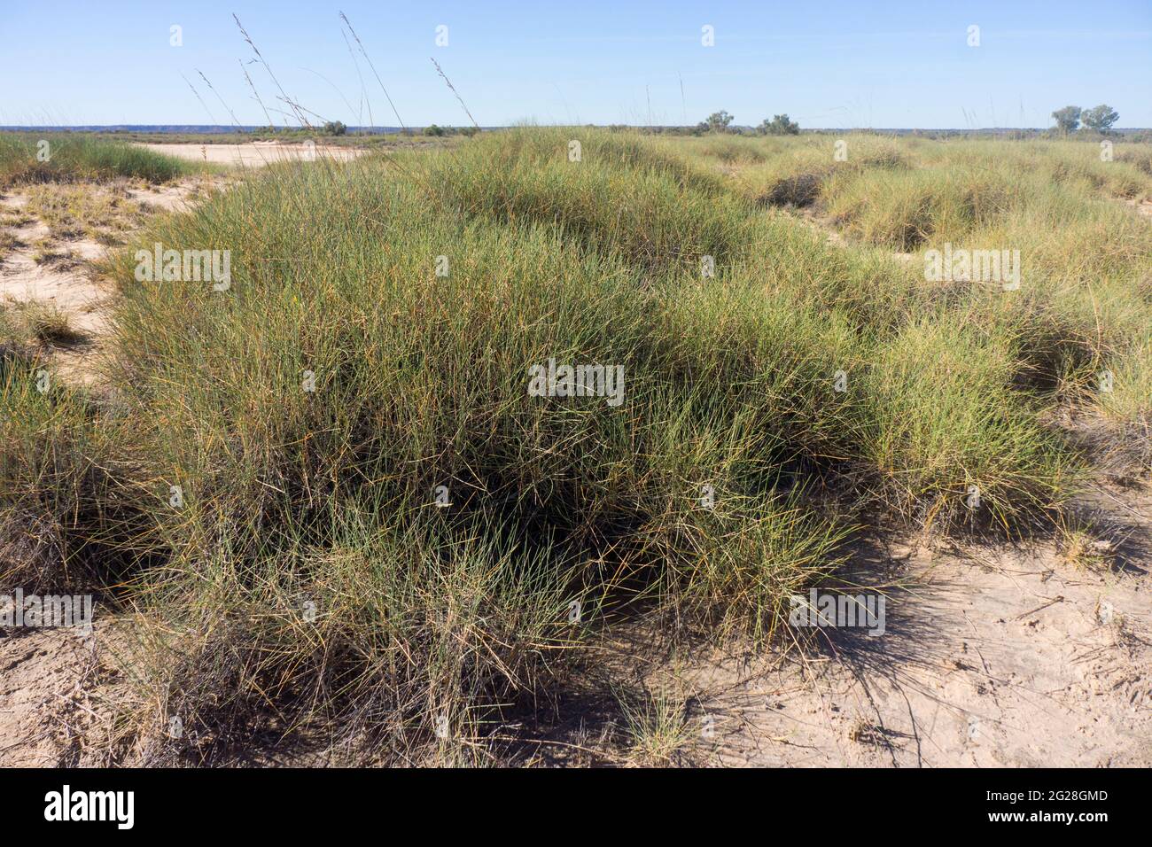 Stachelrasen aus stacheligem Spinifex-Gras wachsen in einem armen Land in der Nähe von Aramac im Outback von Queensland, Australien Stockfoto